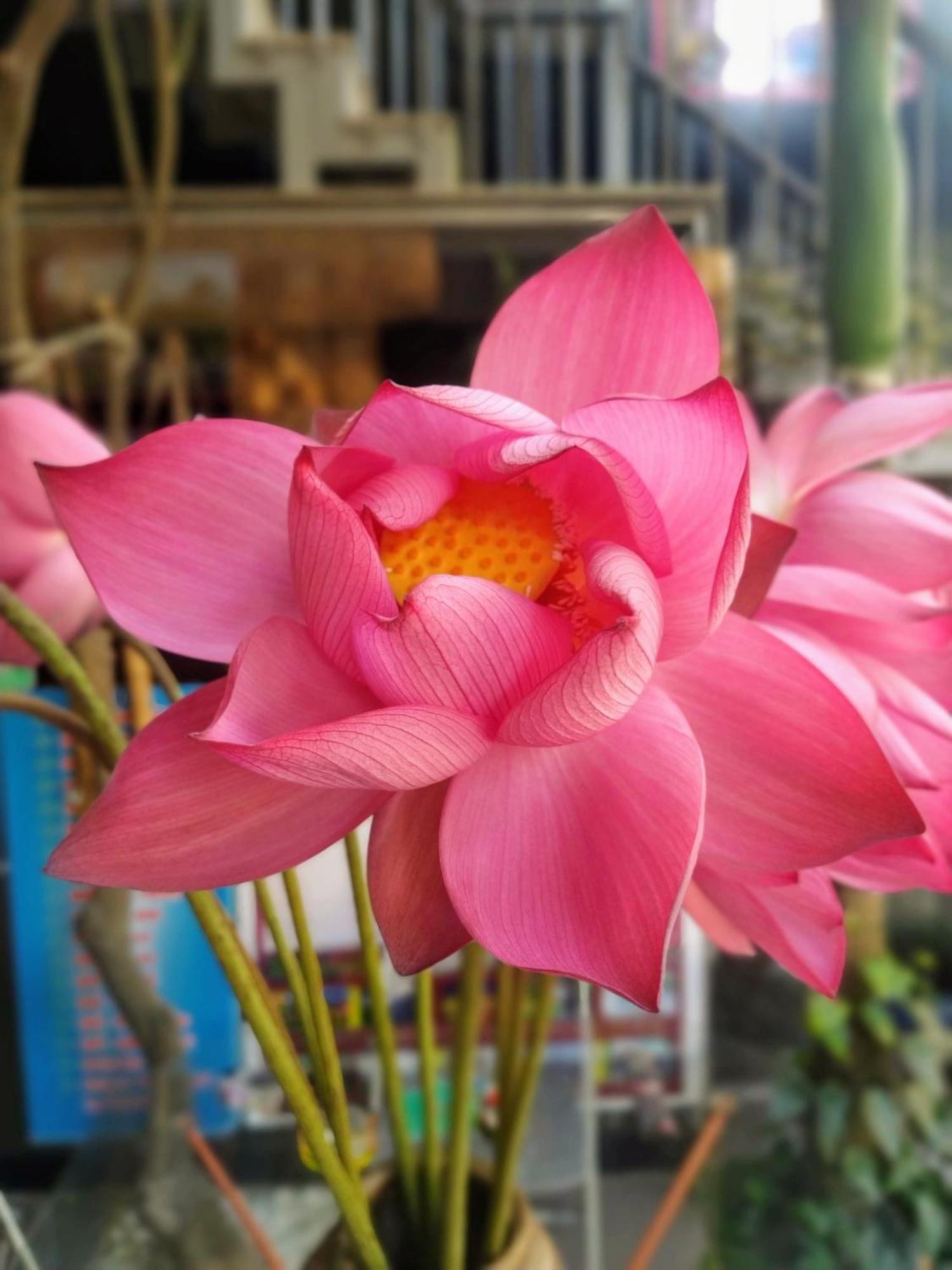 Q' Homestay Garden Villa Хюэ Экстерьер фото